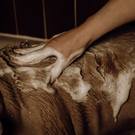 Application Shampoing poudre moussant pour chien