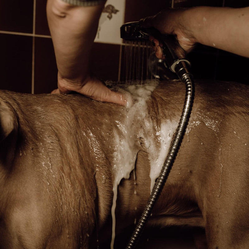 Application du Shampoing poudre moussant pour chien