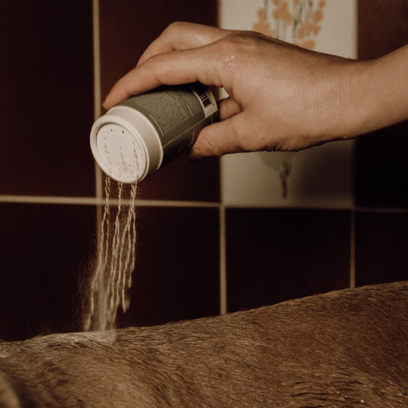 Application du Shampoing en poudre moussant pour chien