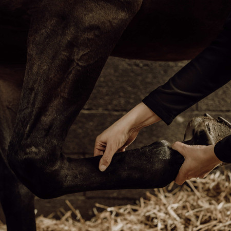 massage des tendons pour chevaux massage des tendons pour chevaux