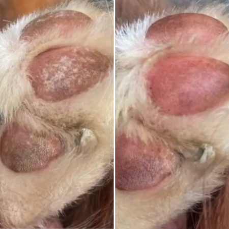 Baume peaux sensibles et cicatrisant chien Nellumbo 50mL