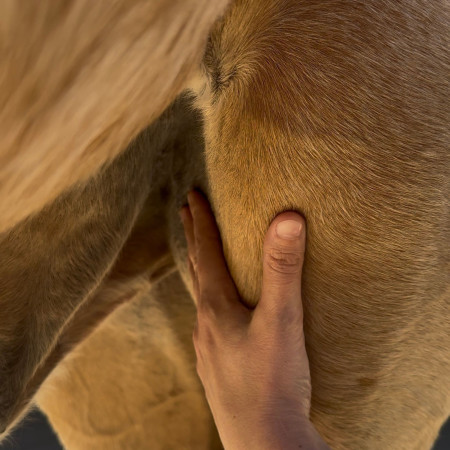 application du sérum dans le pli des cuisses pour chevaux