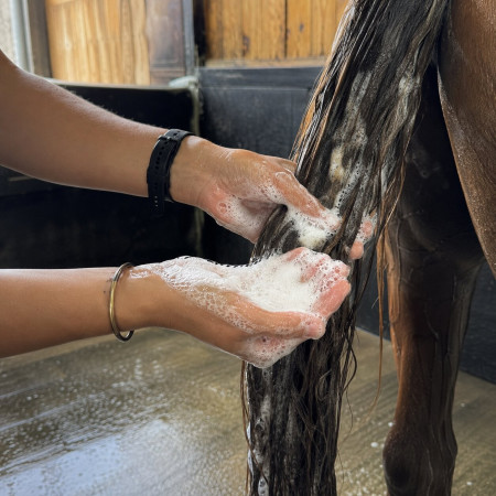 application du shampoing pour cheval