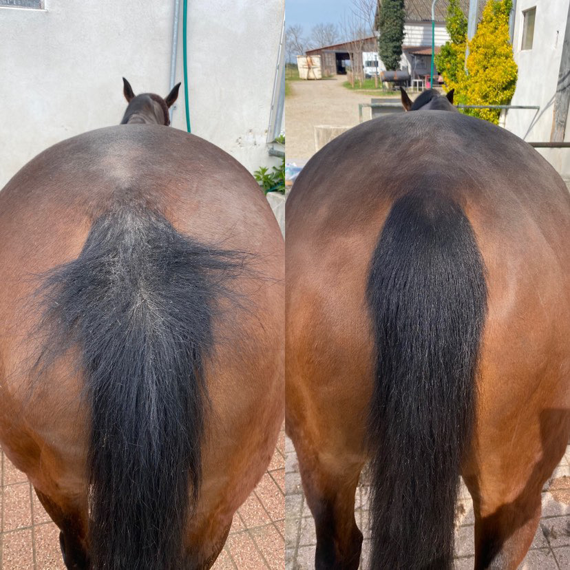 Avant après dermite queue cheval