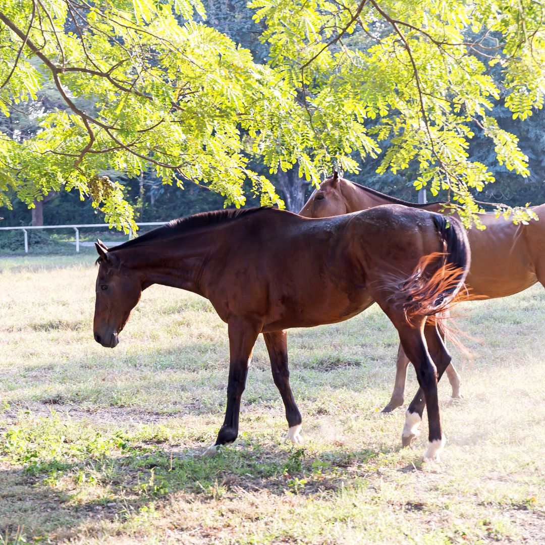 cheval au pré en été avec peau sensible exposée aux insectes et au soleil