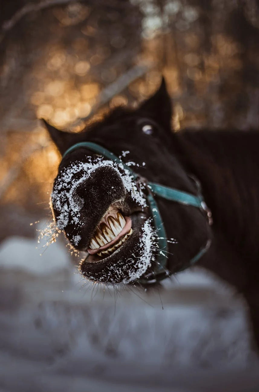 Protection du cheval contre le froid