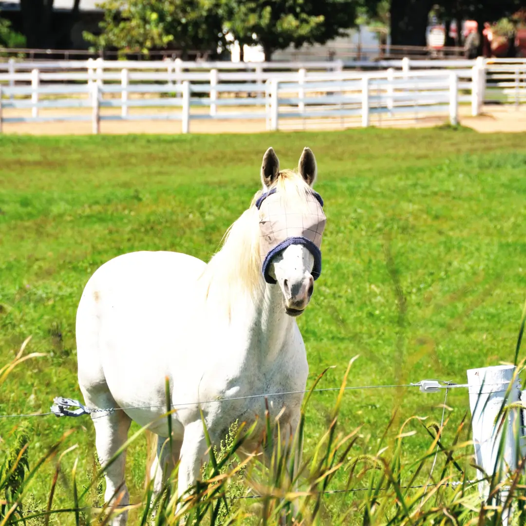 Masque anti mouche pour cheval, Nellumbo créateur de bien être animal