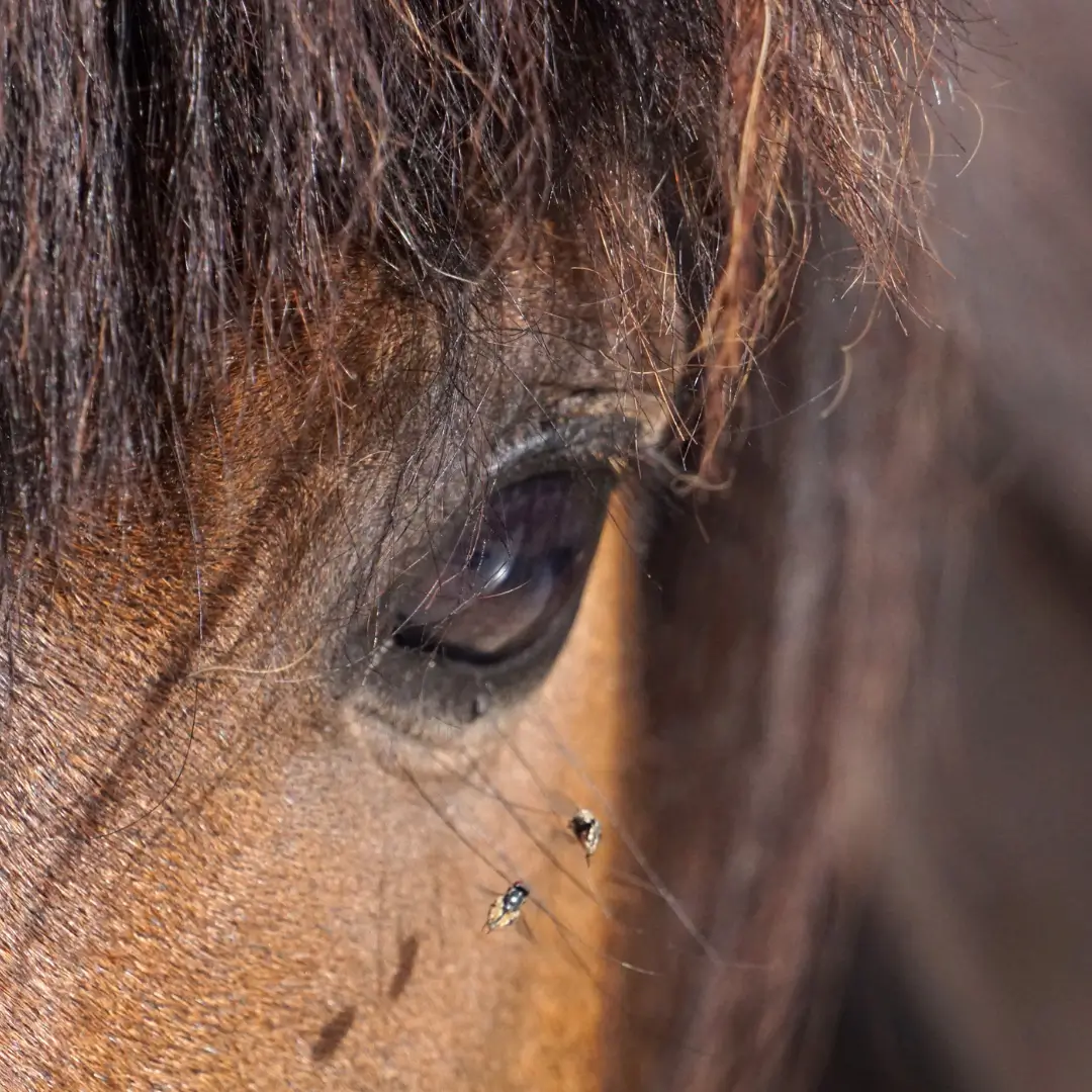 Protéger votre cheval des mouches, Nellumbo créateur de bien être animal