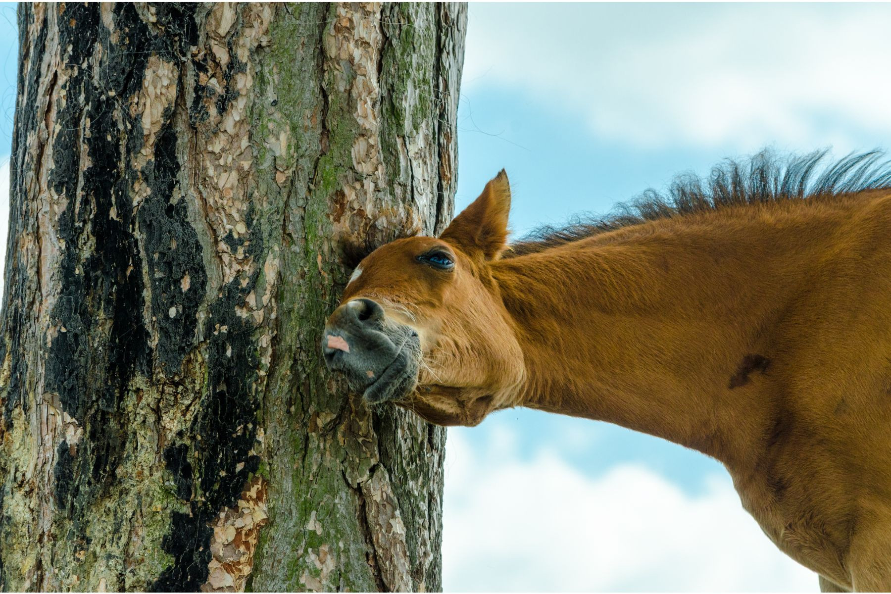 La Dermite Estivale chez le Cheval : Comment la Traiter?  Nellumbo