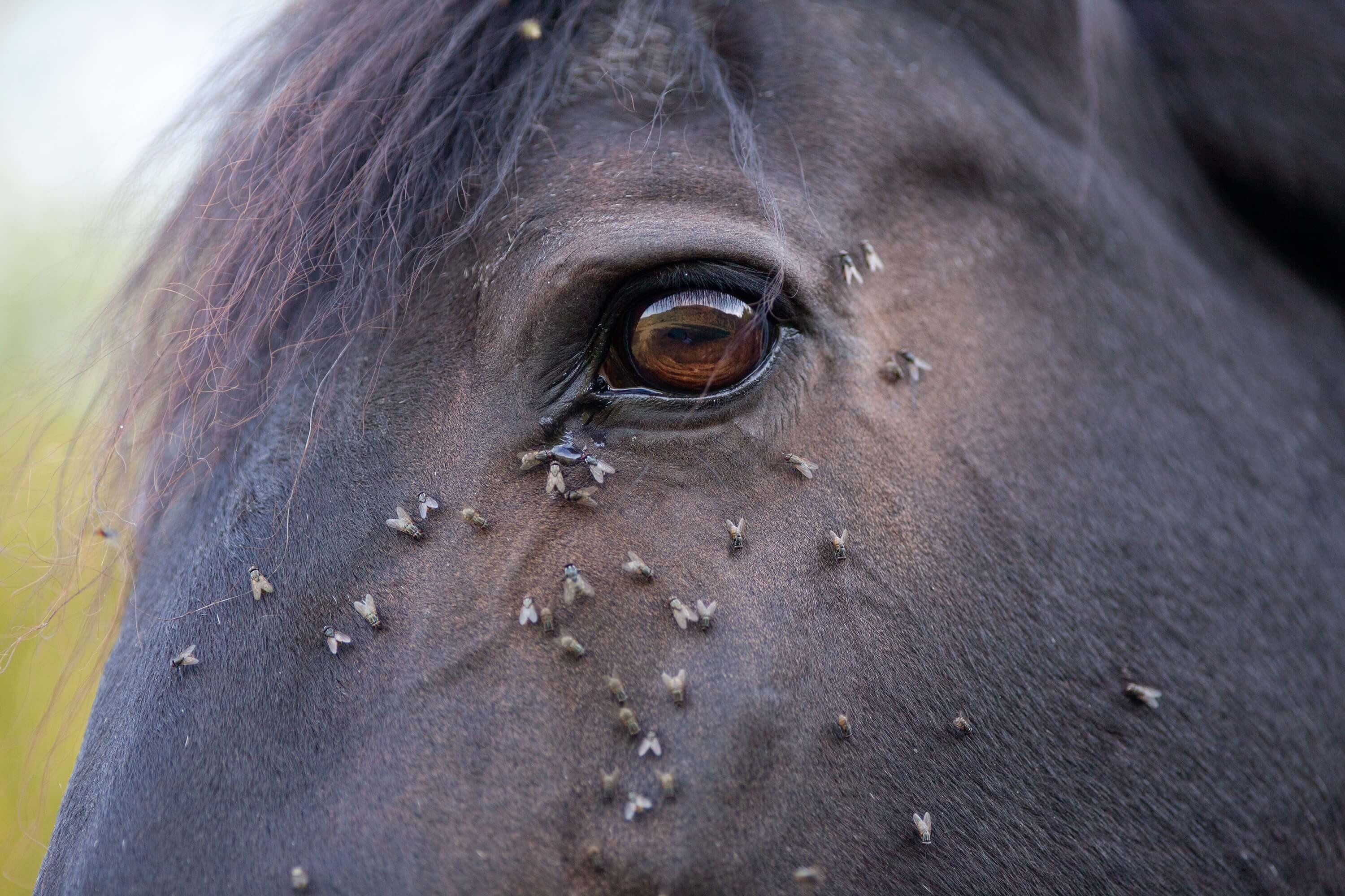 Insectes nuisibles aux chevaux à la belle saison : comment les protéger ? Nellumbo